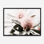Shop Waratah Flowers Photo Canvas Print a floral themed photography framed stretched canvas print from The Print Emporium wall artwork collection - Buy Australian made prints for the home and your interior decor space, TPE-538-CA-35X46-NF