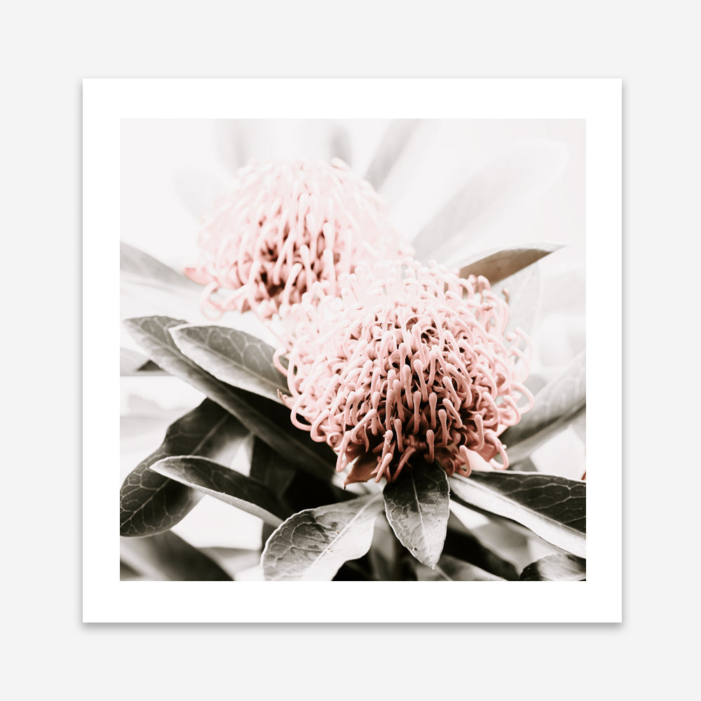 Shop Waratah Flowers (Square) Photo Art Print a floral themed photography wall art print from The Print Emporium wall artwork collection - Buy Australian made fine art poster and framed prints for the home and your interior decor room, TPE-970-AP