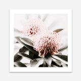 Shop Waratah Flowers (Square) Photo Art Print a floral themed photography wall art print from The Print Emporium wall artwork collection - Buy Australian made fine art poster and framed prints for the home and your interior decor room, TPE-970-AP
