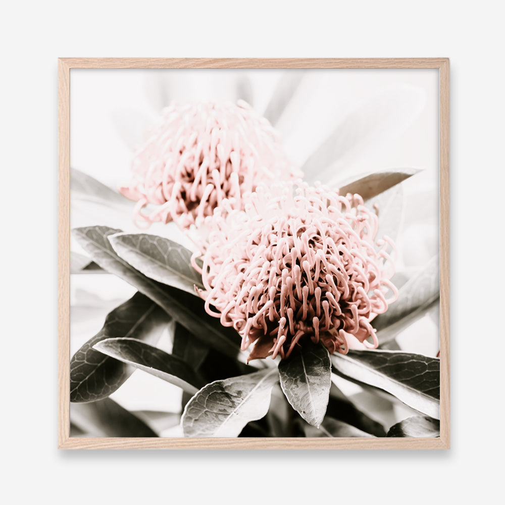 Shop Waratah Flowers (Square) Photo Art Print a floral themed photography wall art print from The Print Emporium wall artwork collection - Buy Australian made fine art poster and framed prints for the home and your interior decor room, TPE-970-AP
