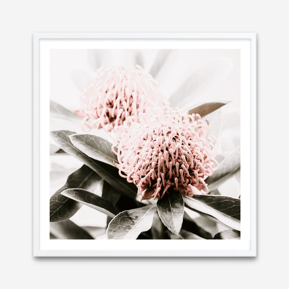 Shop Waratah Flowers (Square) Photo Art Print a floral themed photography wall art print from The Print Emporium wall artwork collection - Buy Australian made fine art poster and framed prints for the home and your interior decor room, TPE-970-AP