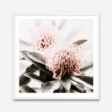 Shop Waratah Flowers (Square) Photo Art Print a floral themed photography wall art print from The Print Emporium wall artwork collection - Buy Australian made fine art poster and framed prints for the home and your interior decor room, TPE-970-AP