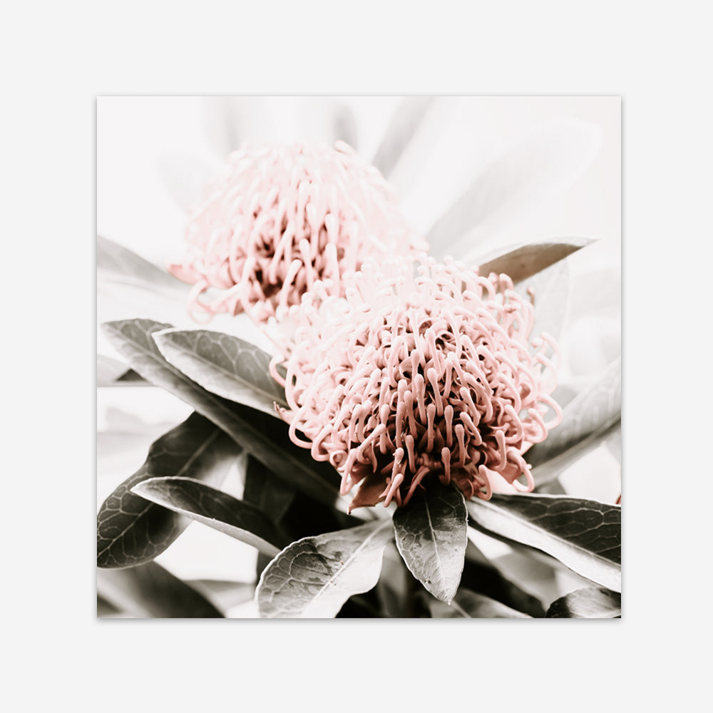 Shop Waratah Flowers (Square) Photo Art Print a floral themed photography wall art print from The Print Emporium wall artwork collection - Buy Australian made fine art poster and framed prints for the home and your interior decor room, TPE-970-AP