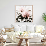 Shop Waratah Flowers (Square) Photo Art Print a floral themed photography wall art print from The Print Emporium wall artwork collection - Buy Australian made fine art poster and framed prints for the home and your interior decor room, TPE-970-AP