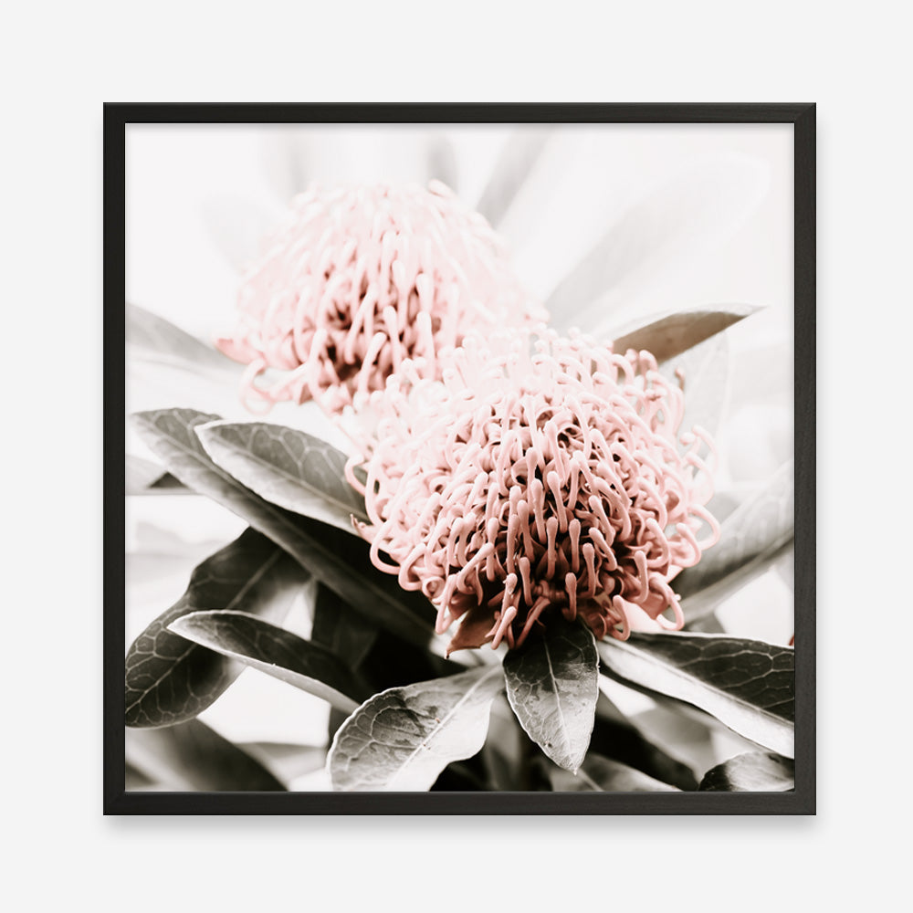 Shop Waratah Flowers (Square) Photo Art Print a floral themed photography wall art print from The Print Emporium wall artwork collection - Buy Australian made fine art poster and framed prints for the home and your interior decor room, TPE-970-AP