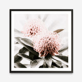 Shop Waratah Flowers (Square) Photo Art Print a floral themed photography wall art print from The Print Emporium wall artwork collection - Buy Australian made fine art poster and framed prints for the home and your interior decor room, TPE-970-AP