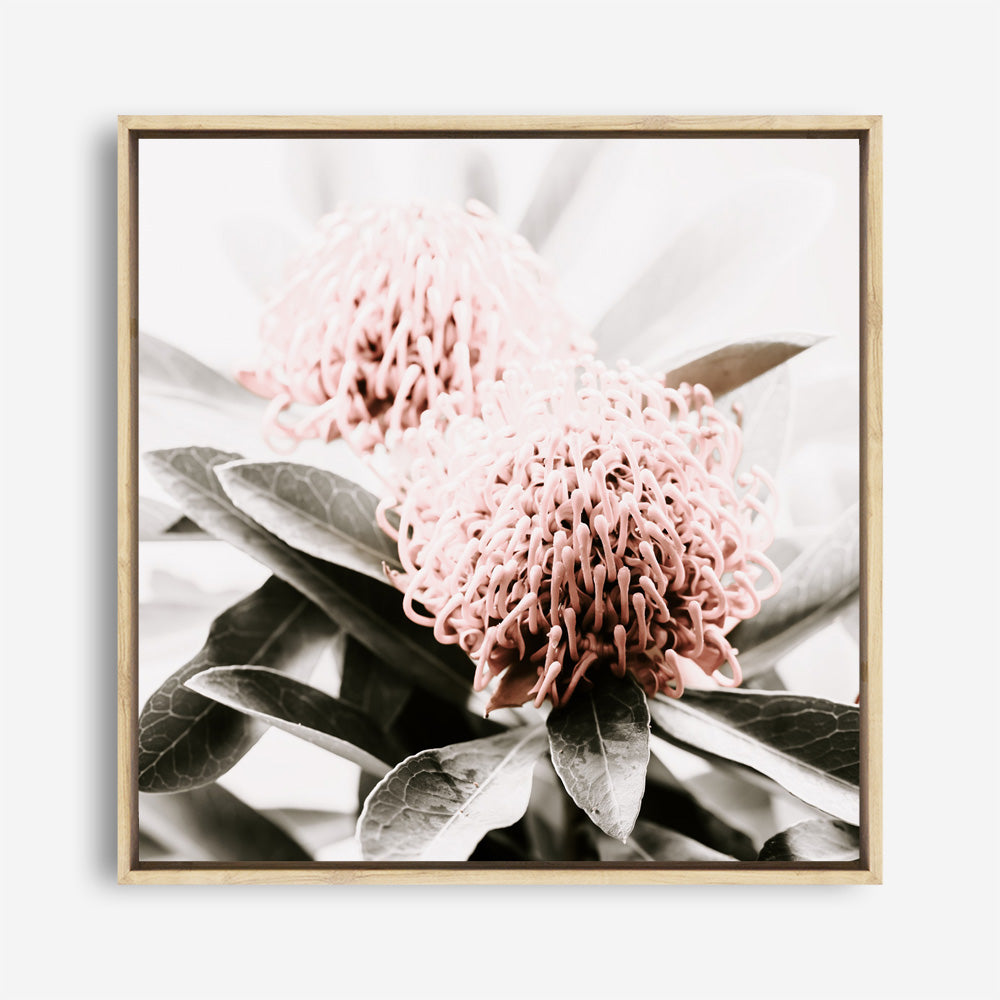 Shop Waratah Flowers (Square) Photo Canvas Print a floral themed photography framed stretched canvas print from The Print Emporium wall artwork collection - Buy Australian made prints for the home and your interior decor space, TPE-970-CA-40X40-NF