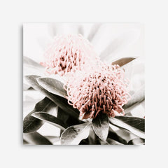 Shop Waratah Flowers (Square) Photo Canvas Print a floral themed photography framed stretched canvas print from The Print Emporium wall artwork collection - Buy Australian made prints for the home and your interior decor space, TPE-970-CA-40X40-NF