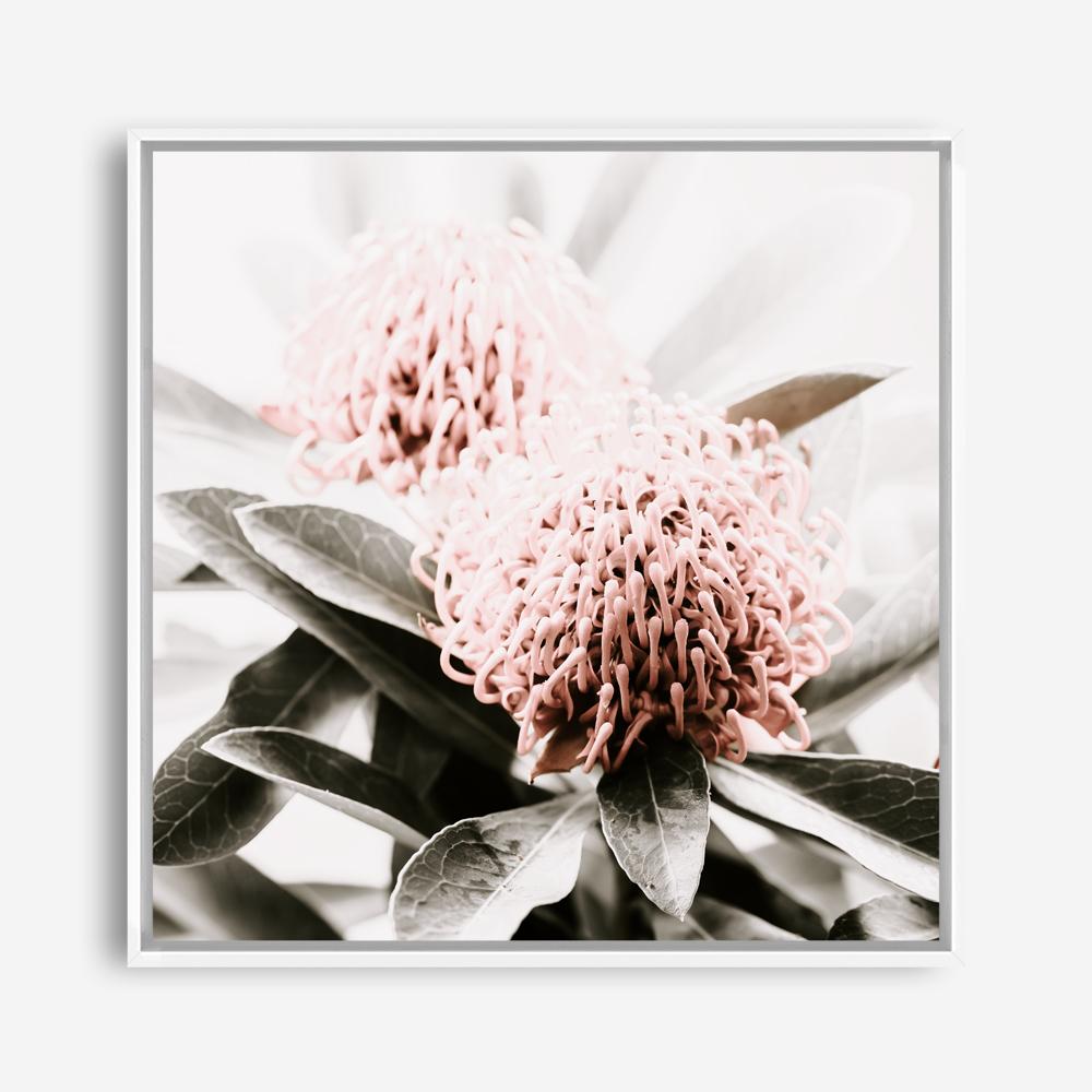 Shop Waratah Flowers (Square) Photo Canvas Print a floral themed photography framed stretched canvas print from The Print Emporium wall artwork collection - Buy Australian made prints for the home and your interior decor space, TPE-970-CA-40X40-NF