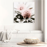 Shop Waratah Flowers (Square) Photo Canvas Print a floral themed photography framed stretched canvas print from The Print Emporium wall artwork collection - Buy Australian made prints for the home and your interior decor space, TPE-970-CA-40X40-NF