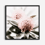 Shop Waratah Flowers (Square) Photo Canvas Print a floral themed photography framed stretched canvas print from The Print Emporium wall artwork collection - Buy Australian made prints for the home and your interior decor space, TPE-970-CA-40X40-NF