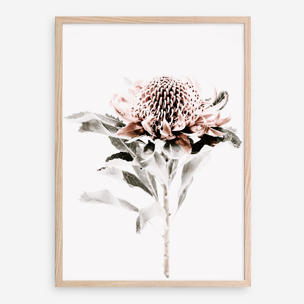 Shop Waratah II Photo Art Print a floral themed photography wall art print from The Print Emporium wall artwork collection - Buy Australian made fine art poster and framed prints for the home and your interior decor room, TPE-541-AP
