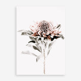 Shop Waratah II Photo Art Print a floral themed photography wall art print from The Print Emporium wall artwork collection - Buy Australian made fine art poster and framed prints for the home and your interior decor room, TPE-541-AP