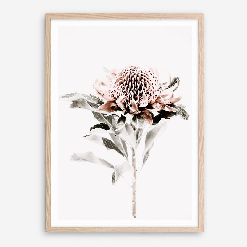 Shop Waratah II Photo Art Print a floral themed photography wall art print from The Print Emporium wall artwork collection - Buy Australian made fine art poster and framed prints for the home and your interior decor room, TPE-541-AP