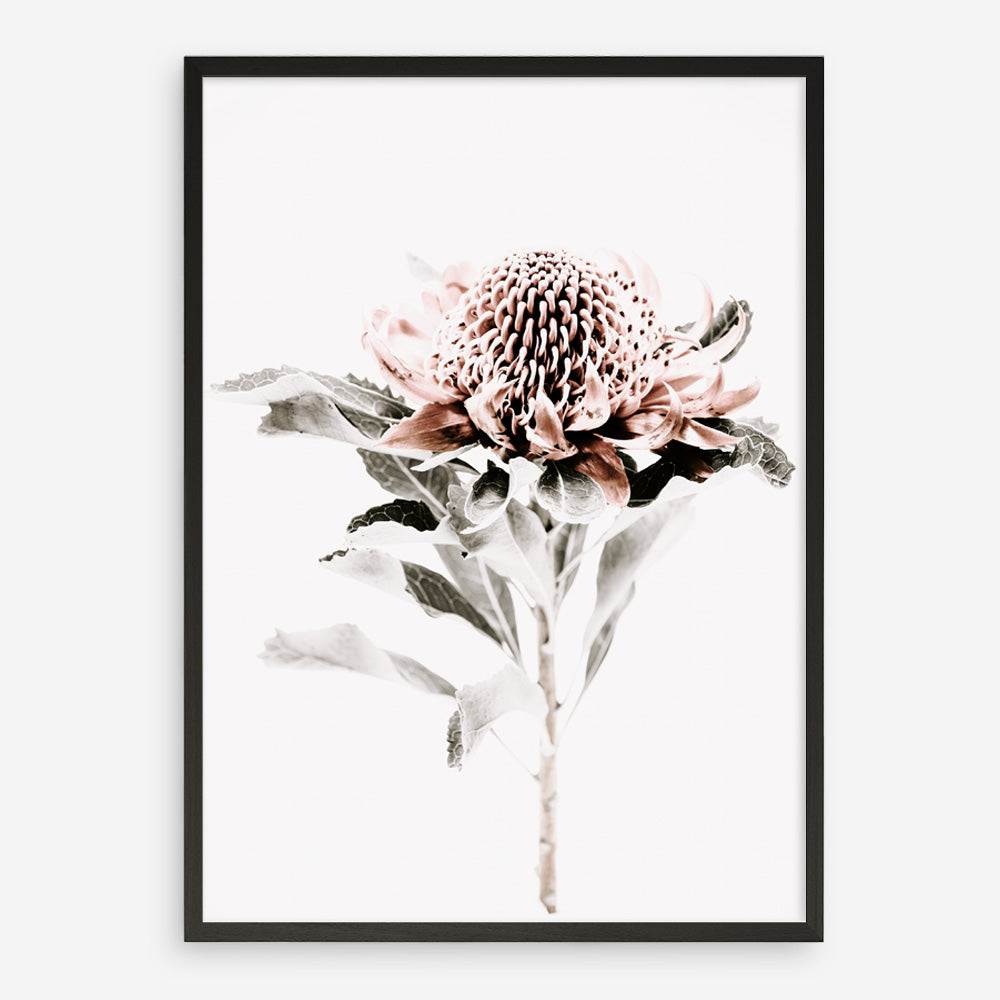 Shop Waratah II Photo Art Print a floral themed photography wall art print from The Print Emporium wall artwork collection - Buy Australian made fine art poster and framed prints for the home and your interior decor room, TPE-541-AP