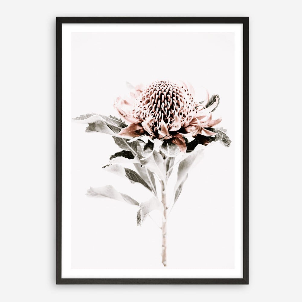 Shop Waratah II Photo Art Print a floral themed photography wall art print from The Print Emporium wall artwork collection - Buy Australian made fine art poster and framed prints for the home and your interior decor room, TPE-541-AP