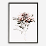Shop Waratah II Photo Art Print a floral themed photography wall art print from The Print Emporium wall artwork collection - Buy Australian made fine art poster and framed prints for the home and your interior decor room, TPE-541-AP