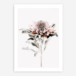 Shop Waratah II Photo Art Print a floral themed photography wall art print from The Print Emporium wall artwork collection - Buy Australian made fine art poster and framed prints for the home and your interior decor room, TPE-541-AP