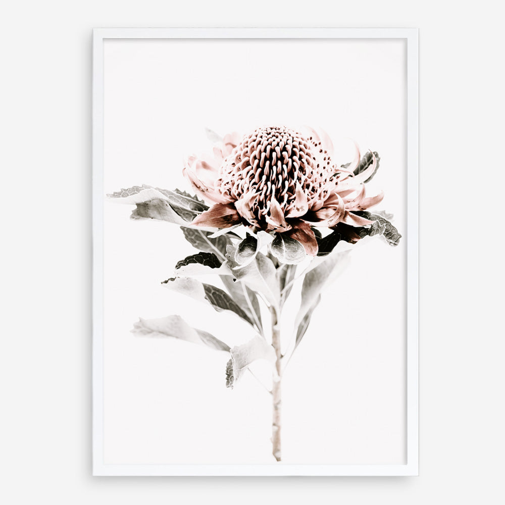 Shop Waratah II Photo Art Print a floral themed photography wall art print from The Print Emporium wall artwork collection - Buy Australian made fine art poster and framed prints for the home and your interior decor room, TPE-541-AP