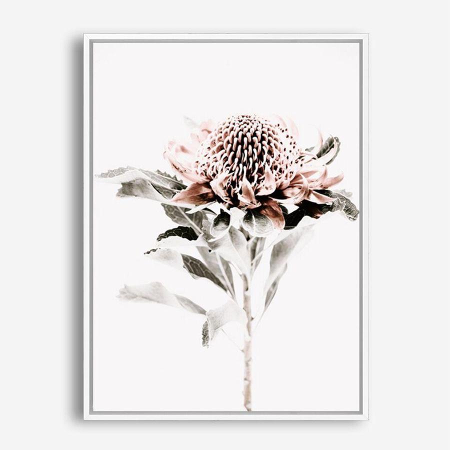 Shop Waratah II Photo Canvas Print a floral themed photography framed stretched canvas print from The Print Emporium wall artwork collection - Buy Australian made prints for the home and your interior decor space, TPE-541-CA-35X46-NF