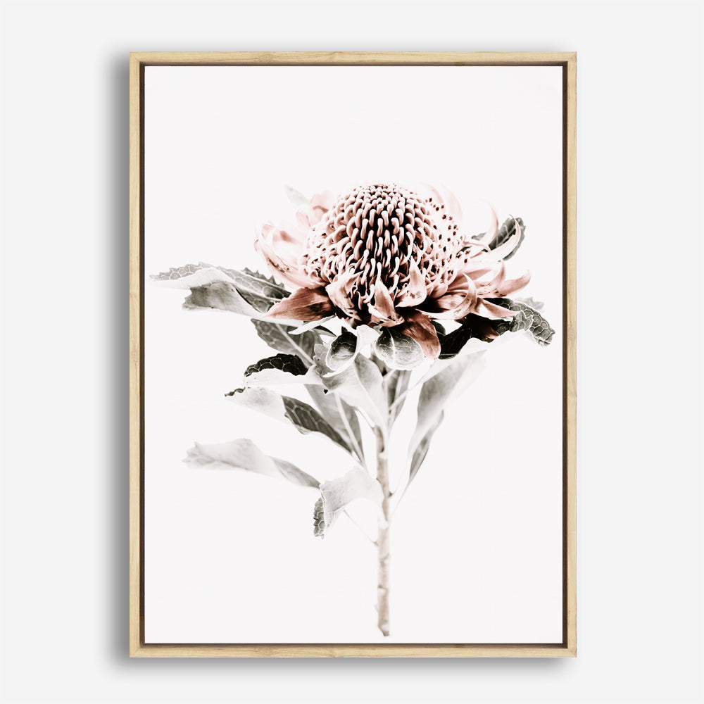Shop Waratah II Photo Canvas Print a floral themed photography framed stretched canvas print from The Print Emporium wall artwork collection - Buy Australian made prints for the home and your interior decor space, TPE-541-CA-35X46-NF