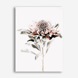 Shop Waratah II Photo Canvas Print a floral themed photography framed stretched canvas print from The Print Emporium wall artwork collection - Buy Australian made prints for the home and your interior decor space, TPE-541-CA-35X46-NF