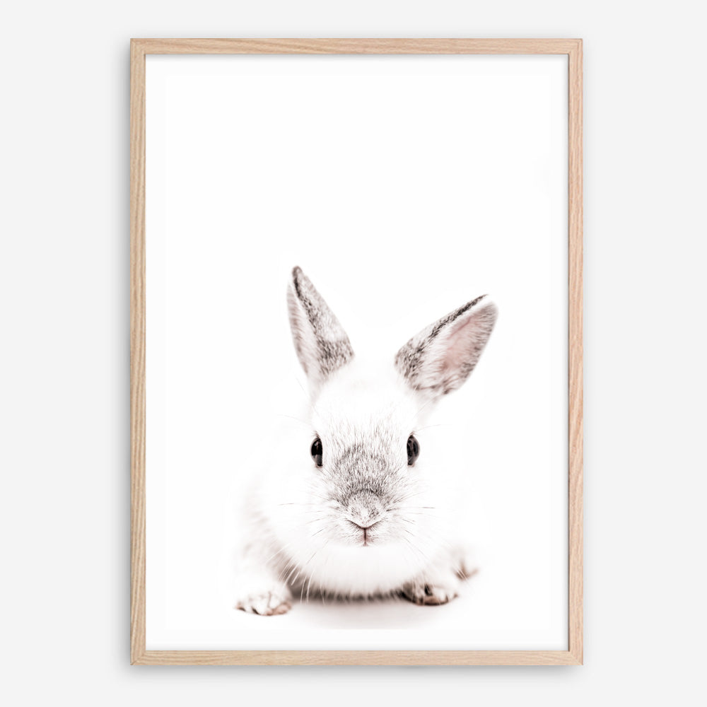 Shop White Bunny Photo Art Print a photography wall art print from The Print Emporium wall artwork collection - Buy Australian made fine art poster and framed prints for the home and your interior decor room, TPE-560-AP