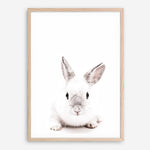 Shop White Bunny Photo Art Print a photography wall art print from The Print Emporium wall artwork collection - Buy Australian made fine art poster and framed prints for the home and your interior decor room, TPE-560-AP