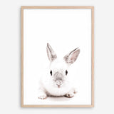 Shop White Bunny Photo Art Print a photography wall art print from The Print Emporium wall artwork collection - Buy Australian made fine art poster and framed prints for the home and your interior decor room, TPE-560-AP