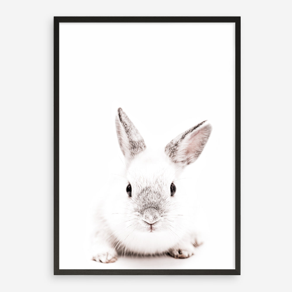 Shop White Bunny Photo Art Print a photography wall art print from The Print Emporium wall artwork collection - Buy Australian made fine art poster and framed prints for the home and your interior decor room, TPE-560-AP