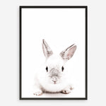 Shop White Bunny Photo Art Print a photography wall art print from The Print Emporium wall artwork collection - Buy Australian made fine art poster and framed prints for the home and your interior decor room, TPE-560-AP