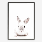 Shop White Bunny Photo Art Print a photography wall art print from The Print Emporium wall artwork collection - Buy Australian made fine art poster and framed prints for the home and your interior decor room, TPE-560-AP