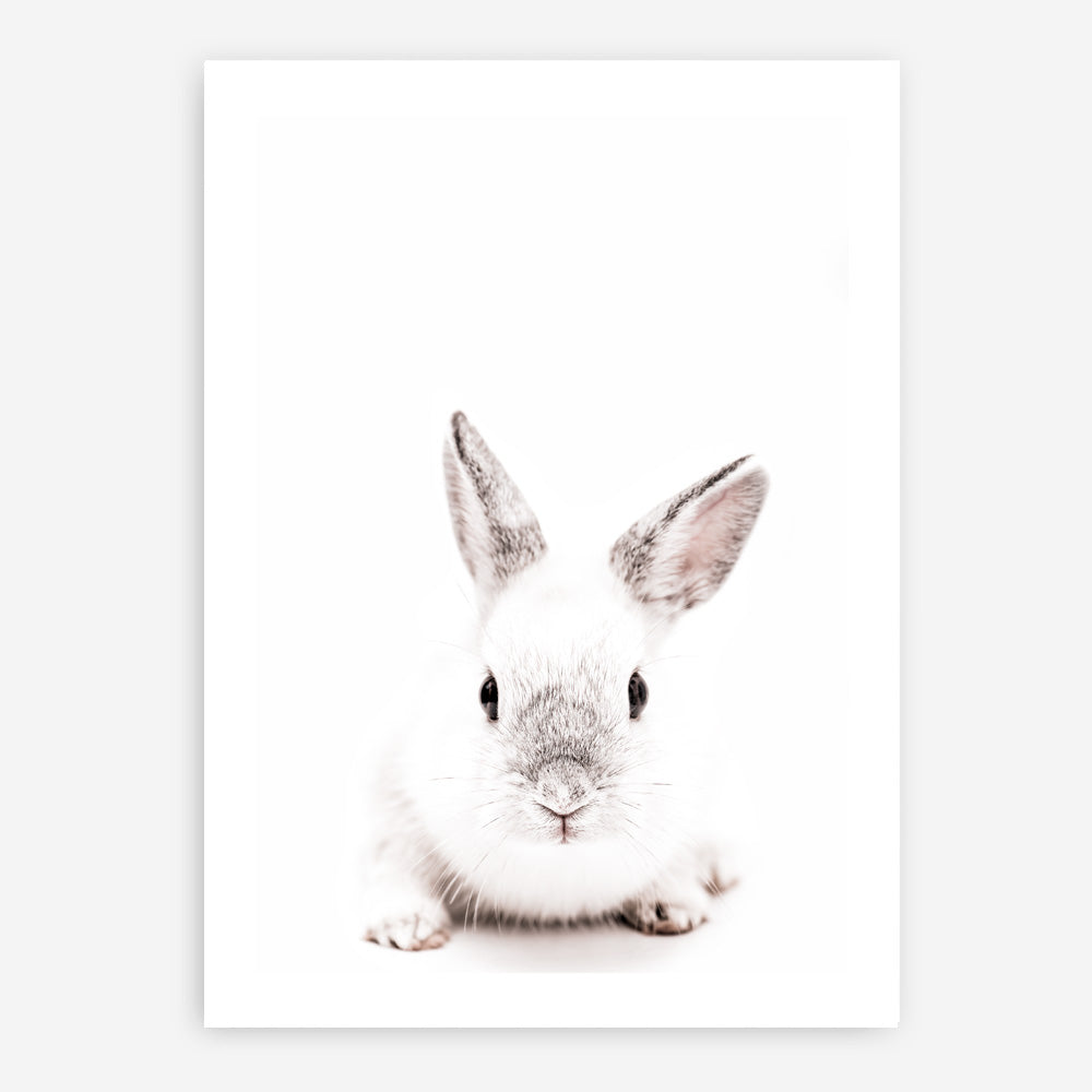 Shop White Bunny Photo Art Print a photography wall art print from The Print Emporium wall artwork collection - Buy Australian made fine art poster and framed prints for the home and your interior decor room, TPE-560-AP