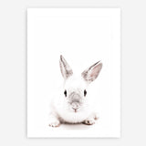 Shop White Bunny Photo Art Print a photography wall art print from The Print Emporium wall artwork collection - Buy Australian made fine art poster and framed prints for the home and your interior decor room, TPE-560-AP