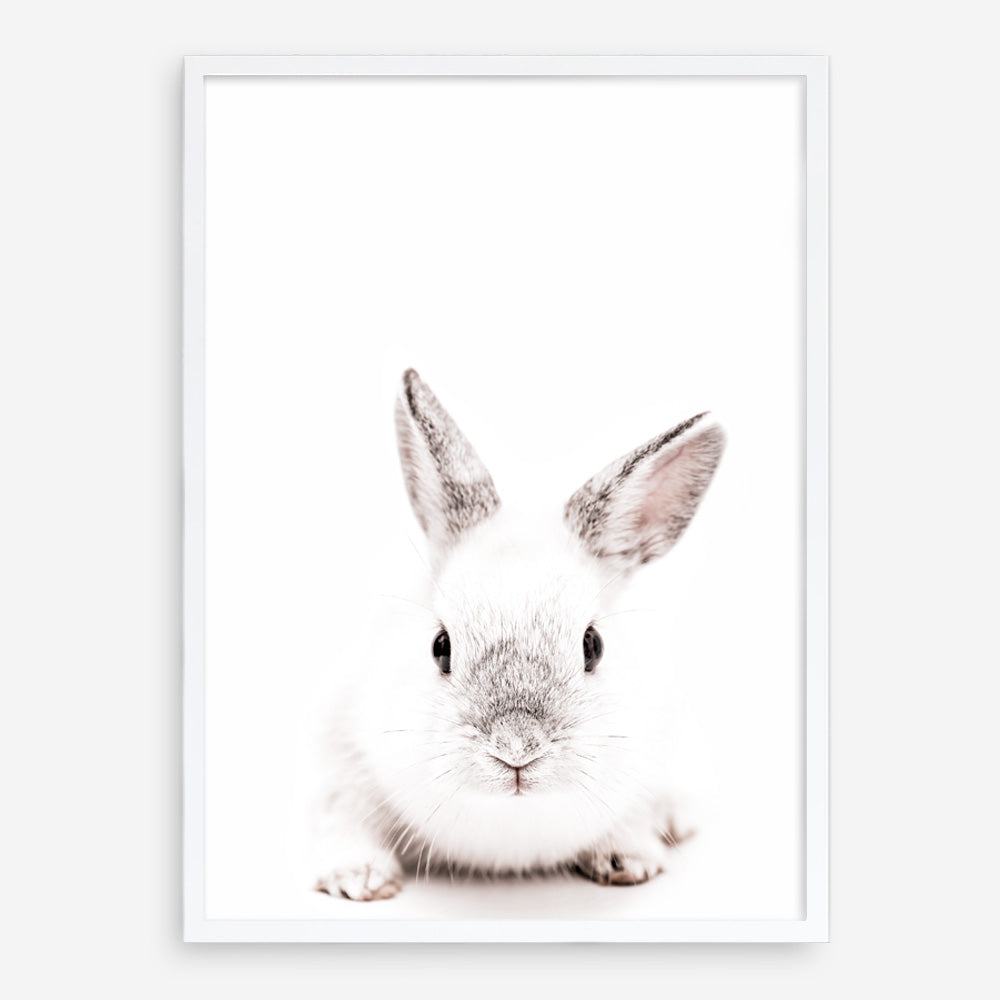 Shop White Bunny Photo Art Print a photography wall art print from The Print Emporium wall artwork collection - Buy Australian made fine art poster and framed prints for the home and your interior decor room, TPE-560-AP