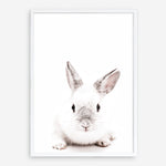 Shop White Bunny Photo Art Print a photography wall art print from The Print Emporium wall artwork collection - Buy Australian made fine art poster and framed prints for the home and your interior decor room, TPE-560-AP