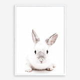 Shop White Bunny Photo Art Print a photography wall art print from The Print Emporium wall artwork collection - Buy Australian made fine art poster and framed prints for the home and your interior decor room, TPE-560-AP