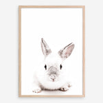 Shop White Bunny Photo Art Print a photography wall art print from The Print Emporium wall artwork collection - Buy Australian made fine art poster and framed prints for the home and your interior decor room, TPE-560-AP