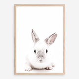 Shop White Bunny Photo Art Print a photography wall art print from The Print Emporium wall artwork collection - Buy Australian made fine art poster and framed prints for the home and your interior decor room, TPE-560-AP