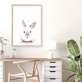 Shop White Bunny Photo Art Print a photography wall art print from The Print Emporium wall artwork collection - Buy Australian made fine art poster and framed prints for the home and your interior decor room, TPE-560-AP