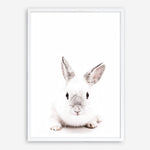 Shop White Bunny Photo Art Print a photography wall art print from The Print Emporium wall artwork collection - Buy Australian made fine art poster and framed prints for the home and your interior decor room, TPE-560-AP
