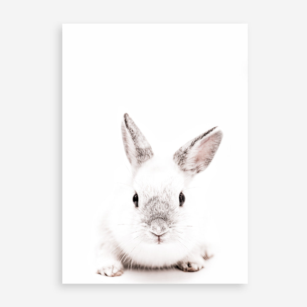 Shop White Bunny Photo Art Print a photography wall art print from The Print Emporium wall artwork collection - Buy Australian made fine art poster and framed prints for the home and your interior decor room, TPE-560-AP