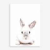 Shop White Bunny Photo Art Print a photography wall art print from The Print Emporium wall artwork collection - Buy Australian made fine art poster and framed prints for the home and your interior decor room, TPE-560-AP