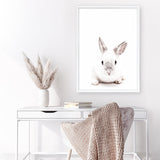 Shop White Bunny Photo Art Print a photography wall art print from The Print Emporium wall artwork collection - Buy Australian made fine art poster and framed prints for the home and your interior decor room, TPE-560-AP