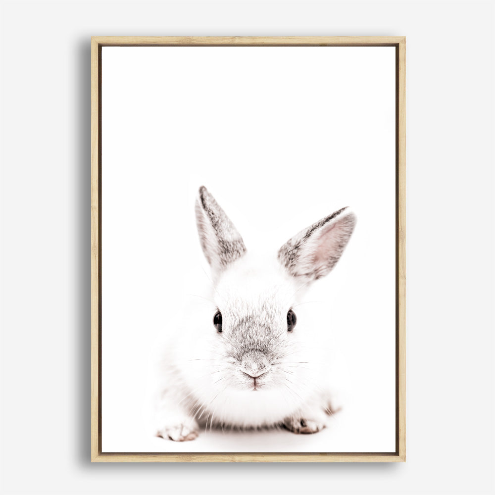 Shop White Bunny Photo Canvas Print a photography framed stretched canvas print from The Print Emporium wall artwork collection - Buy Australian made prints for the home and your interior decor space, TPE-560-CA-35X46-NF