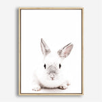 Shop White Bunny Photo Canvas Print a photography framed stretched canvas print from The Print Emporium wall artwork collection - Buy Australian made prints for the home and your interior decor space, TPE-560-CA-35X46-NF