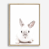 Shop White Bunny Photo Canvas Print a photography framed stretched canvas print from The Print Emporium wall artwork collection - Buy Australian made prints for the home and your interior decor space, TPE-560-CA-35X46-NF