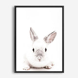 Shop White Bunny Photo Canvas Print a photography framed stretched canvas print from The Print Emporium wall artwork collection - Buy Australian made prints for the home and your interior decor space, TPE-560-CA-35X46-NF
