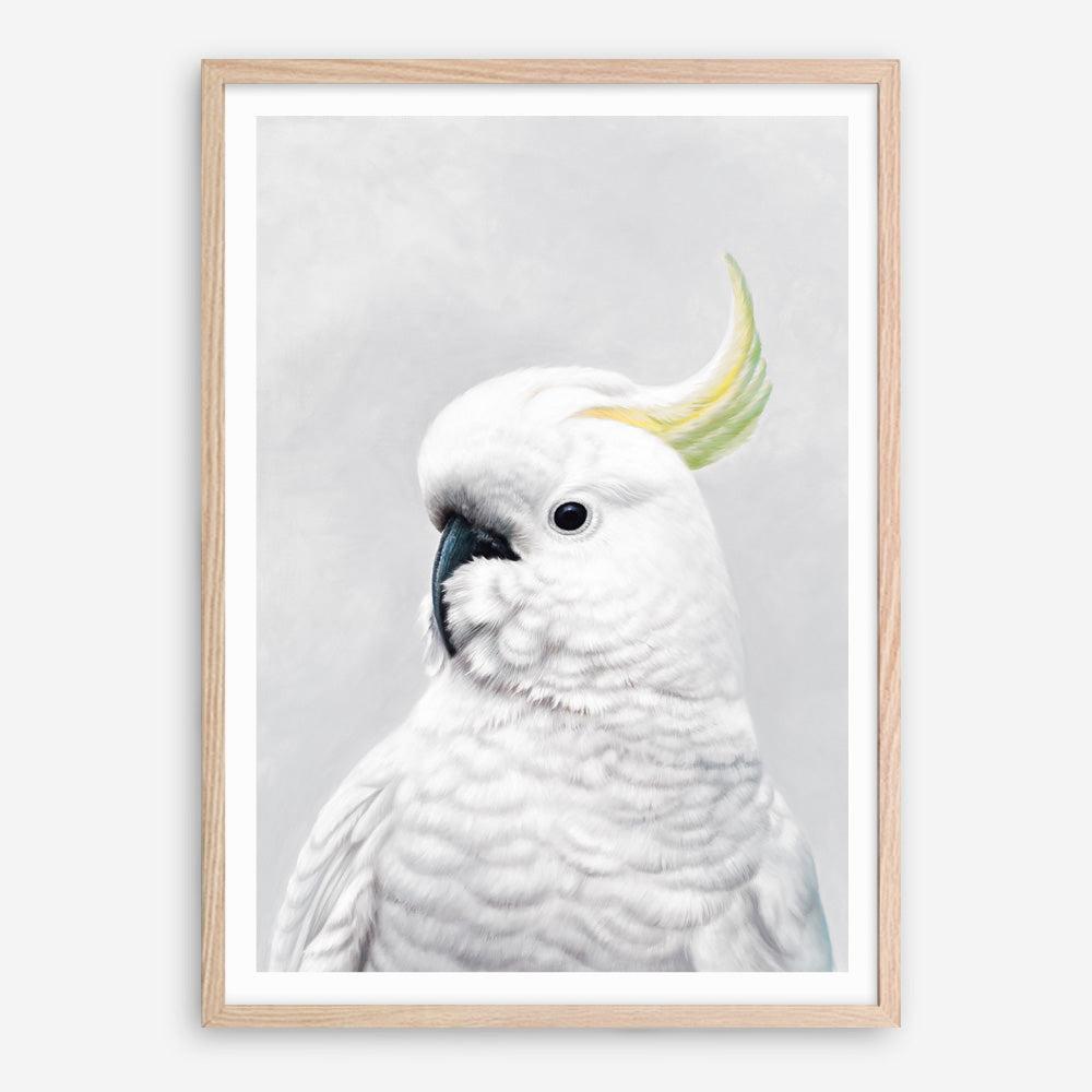 Shop White Cockatoo Art Print a painted bird themed wall art print from The Print Emporium wall artwork collection - Buy Australian made fine art painting style poster and framed prints for the home and your interior decor room, TPE-011-AP