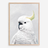Shop White Cockatoo Art Print a painted bird themed wall art print from The Print Emporium wall artwork collection - Buy Australian made fine art painting style poster and framed prints for the home and your interior decor room, TPE-011-AP